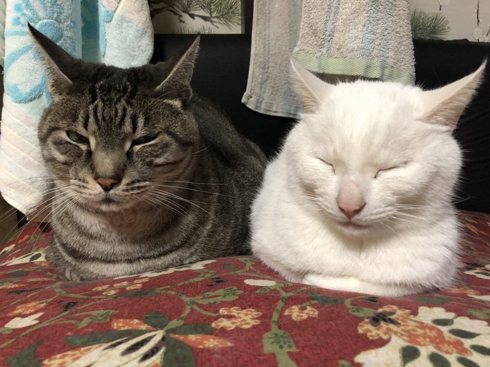 猫も驚く！C値0.51c㎡/㎡の実力！